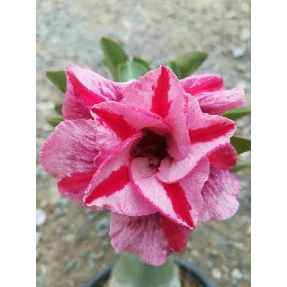 Adenium Obesum Cv.muang Pp Rose - Taille Caudex D'environ 150g 1 Adenium Obesum Cv.muang Pp Rose - Taille Caudex D'environ 150g