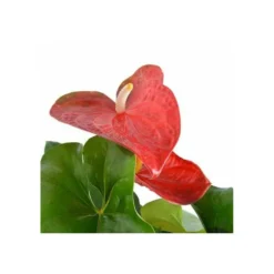 Anthurium Andreanum Rouge Dakota (anthure Flamant Rose, Langue De Feu) Taille Pot De 2 Litres - 50/70 Cm