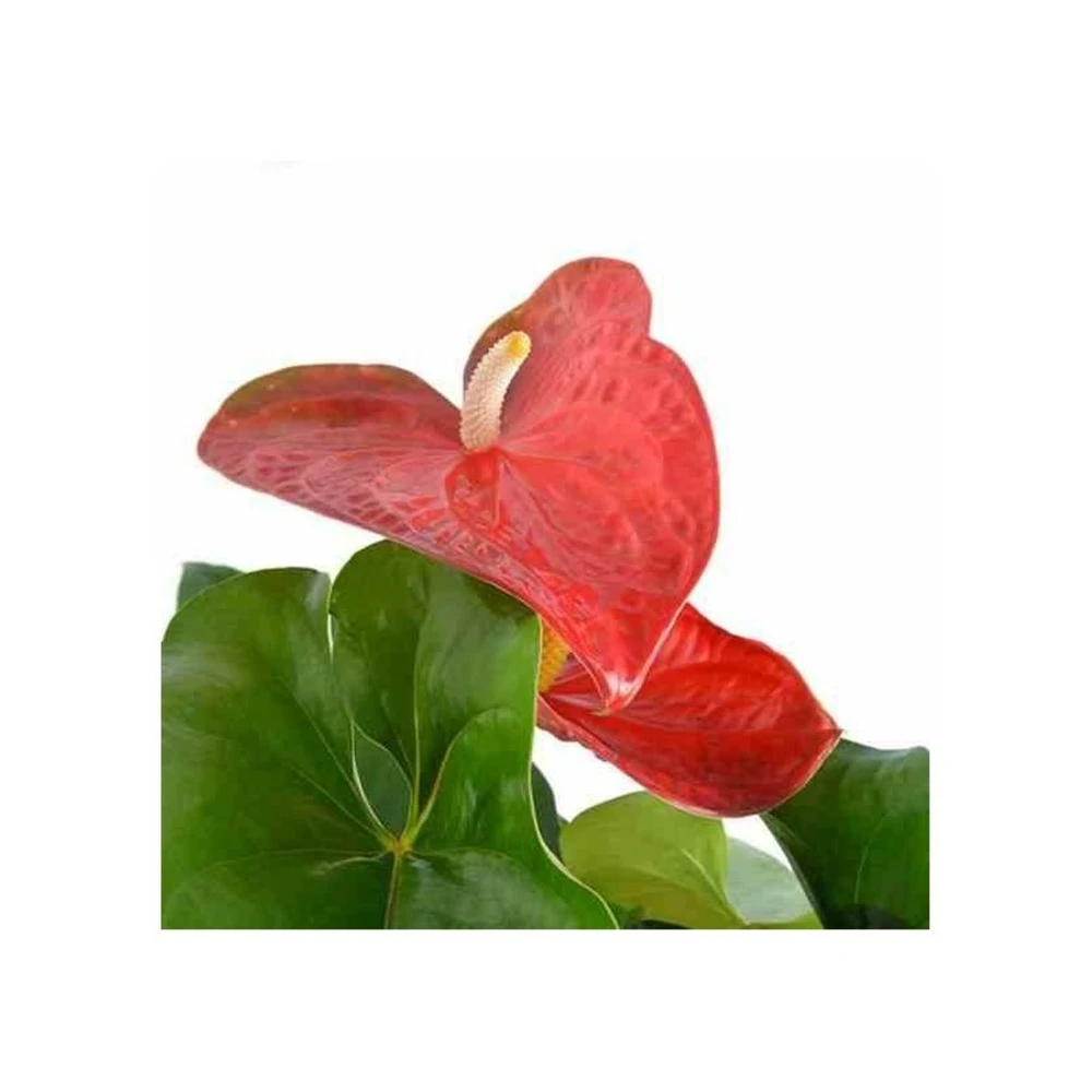 Anthurium Andreanum Rouge Dakota (anthure Flamant Rose, Langue De Feu) Taille Pot De 2 Litres - 50/70 Cm 1 Anthurium Andreanum Rouge Dakota (anthure Flamant Rose, Langue De Feu) Taille Pot De 2 Litres - 50/70 Cm
