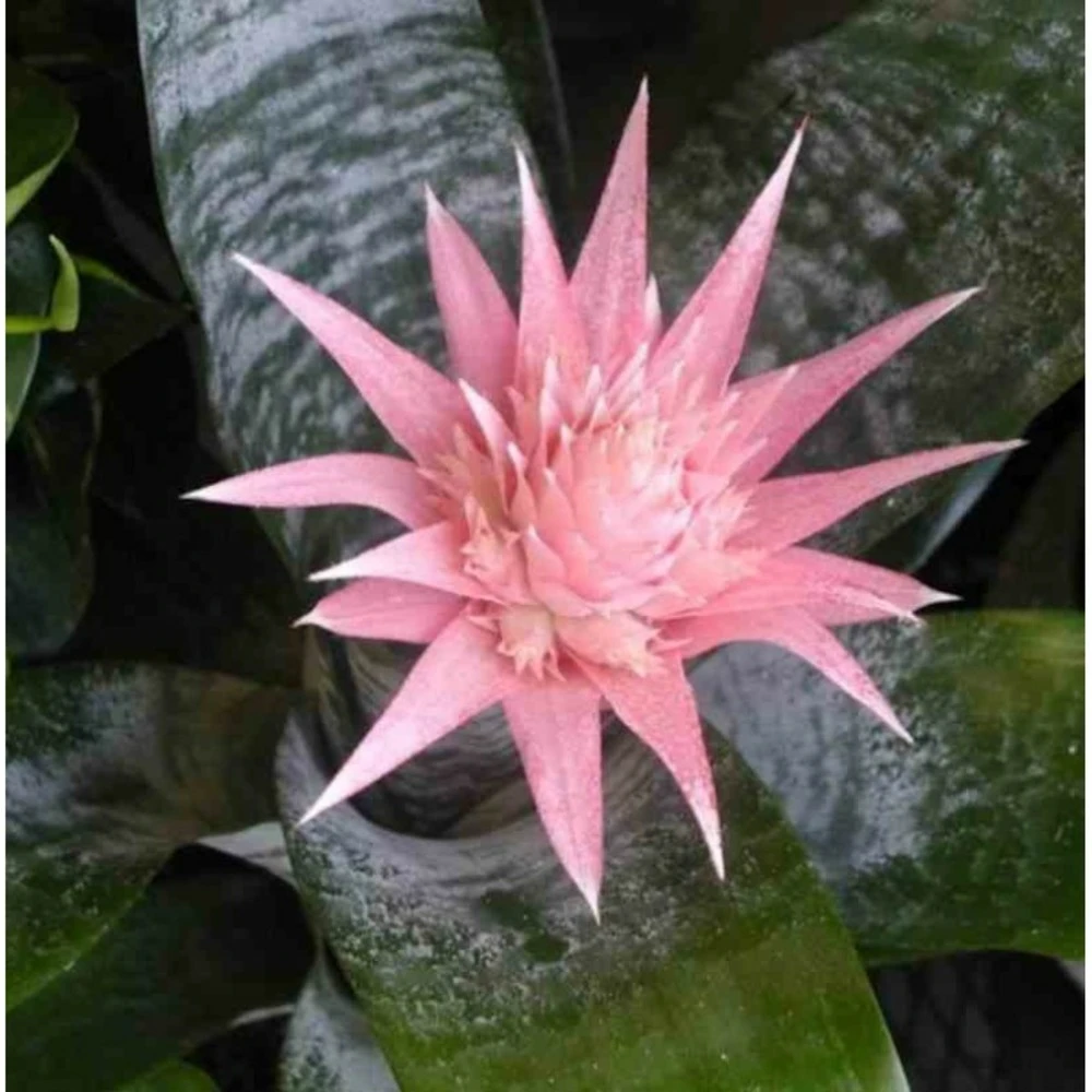 Aechmea Fasciata Taille Pot De 2 Litres - 50/70 Cm 2 Aechmea Fasciata Taille Pot De 2 Litres - 50/70 Cm – Image 2