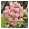 Hoya Cv. Joy (fleur De Porcelaine, Fleur De Cire) Rose - Taille Pot De 2 Litres - 20/40 Cm