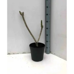 Plumeria Rubra Rose (frangipanier) Taille Pot De 3 Litres ? 40/60 Cm - Rose -Promos Jardesia Magasin 640391d895a591.41393124