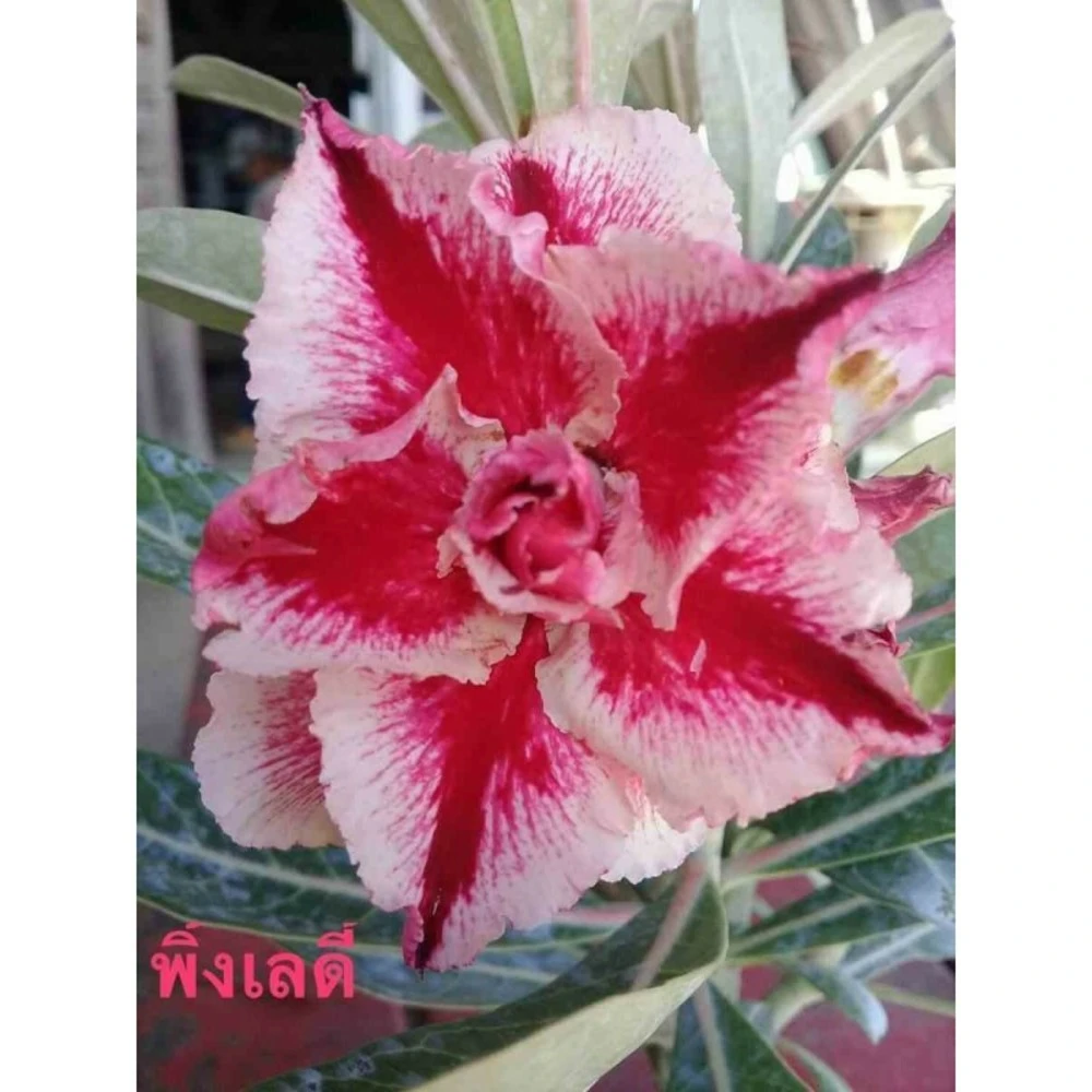 Adenium Obesum Cv.pink Lady Rouge - Taille Caudex D'environ 2000g 25/30cm Très Gros Caudex 1 Adenium Obesum Cv.pink Lady Rouge - Taille Caudex D'environ 2000g 25/30cm Très Gros Caudex