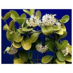 Hoya Australis (fleur De Porcelaine, Fleur De Cire) Taille Pot De 2 Litres - 20/40 Cm - Blanc Et Rose -Promos Jardesia Magasin 640391e20bd725.31336621