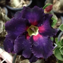 Adenium Obesum Cv.black Boader Noir - Taille Caudex D'environ 300g 20/25cm