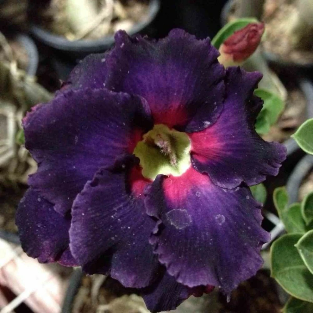 Adenium Obesum Cv.black Boader Noir - Taille Caudex D'environ 300g 20/25cm 1 Adenium Obesum Cv.black Boader Noir - Taille Caudex D'environ 300g 20/25cm