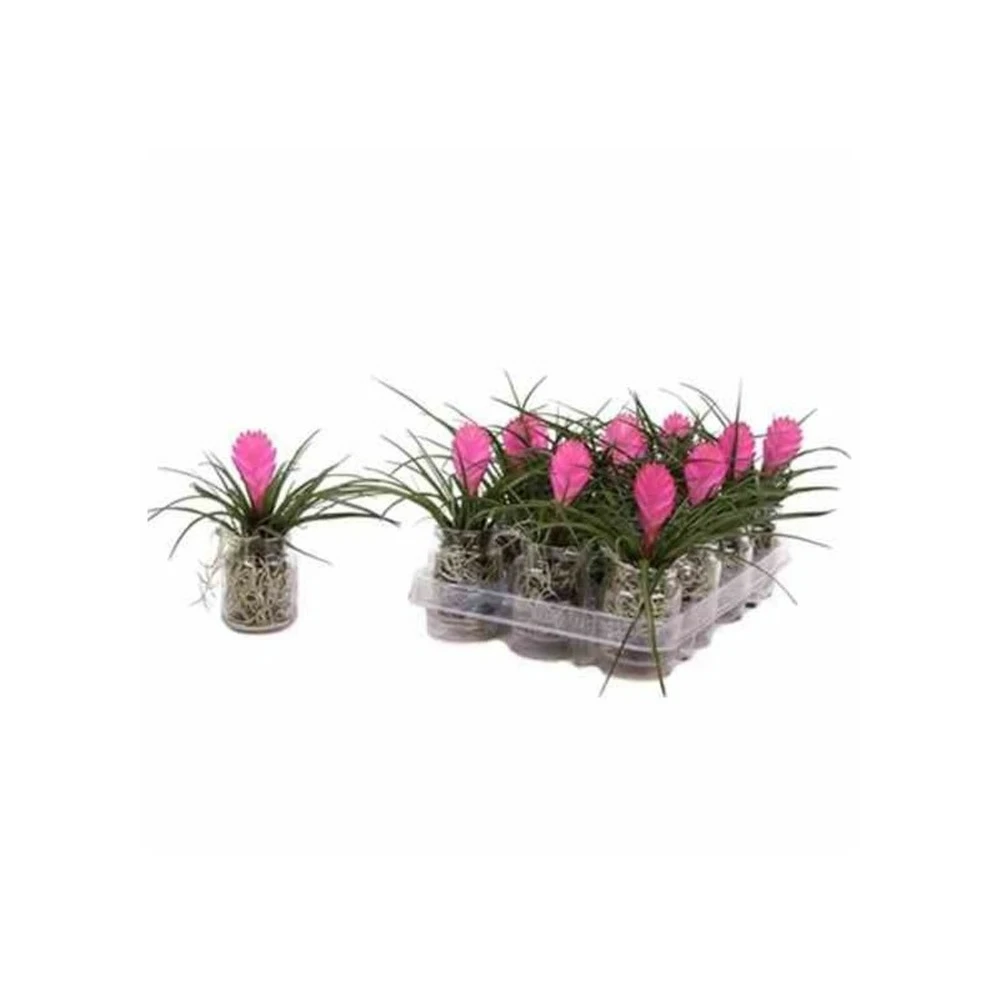 Tillandsia Cyanea (tillandsia Raquette) Taille Pot De 0.7 Litre 1 Tillandsia Cyanea (tillandsia Raquette) Taille Pot De 0.7 Litre
