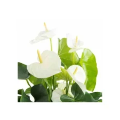 Anthurium Andreanum Blanc Samora (anthure Flamant Rose, Langue De Feu) Taille Pot De 2 Litres - 50/70 Cm