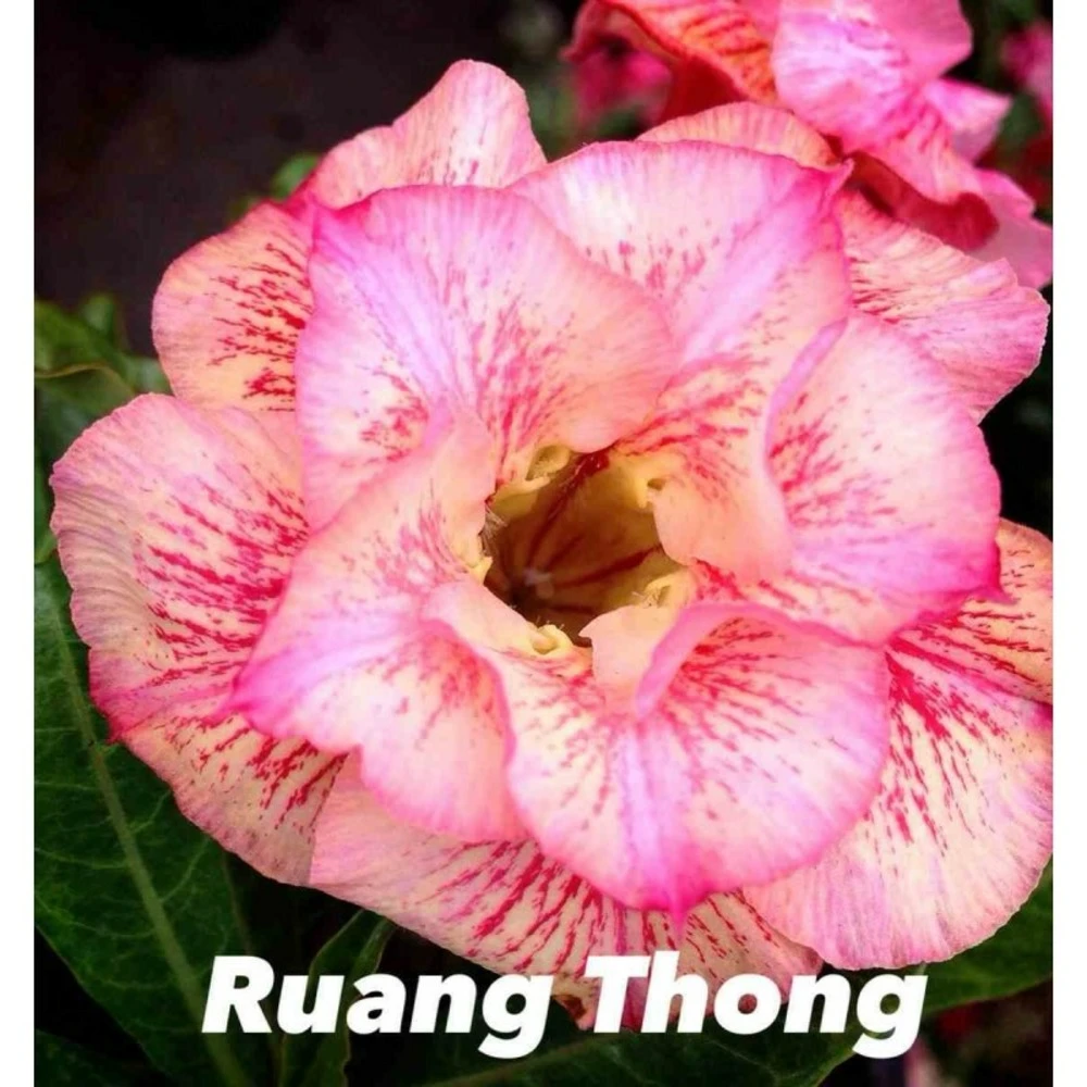 Adenium Obesum Cv.ruong Thong Jaune Rose - Taille Caudex D'environ 150g 2 Adenium Obesum Cv.ruong Thong Jaune Rose - Taille Caudex D'environ 150g – Image 2