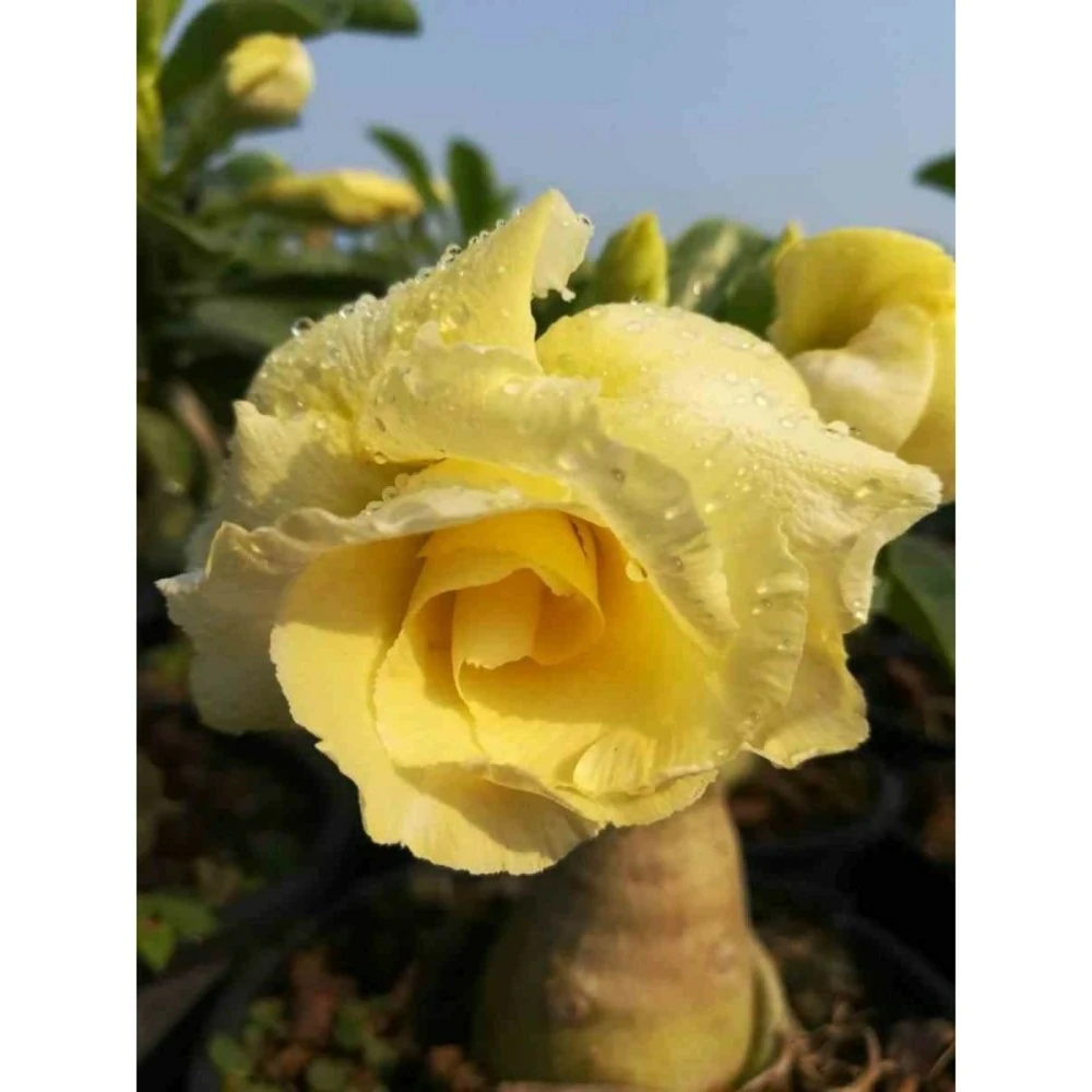 Adenium Obesum Cv.bananas Jaune - Taille Caudex D'environ 300g 20/25cm 1 Adenium Obesum Cv.bananas Jaune - Taille Caudex D'environ 300g 20/25cm
