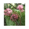 Hoya Sp. Aff. Clandestina (fleur De Porcelaine, Fleur De Cire) Rose - Taille Pot De 2 Litres - 20/40 Cm