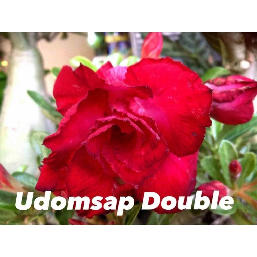 Adenium Obesum Cv. Udomsap Double Rouge - Taille Caudex D'environ 150g 1 Adenium Obesum Cv. Udomsap Double Rouge - Taille Caudex D'environ 150g