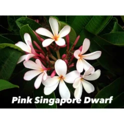 Plumeria Rubra "pink Singapore Dwarf" (frangipanier) Blanc - Taille Pot De 2 Litres ? 20/30 Cm