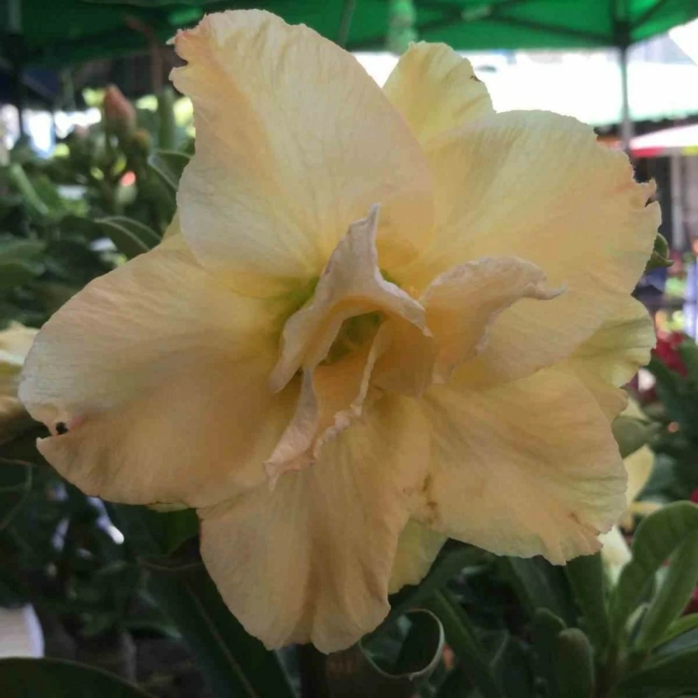 Adenium Obesum Cv.golden Dragon Jaune - Taille Caudex D'environ 300g 20/25cm 1 Adenium Obesum Cv.golden Dragon Jaune - Taille Caudex D'environ 300g 20/25cm