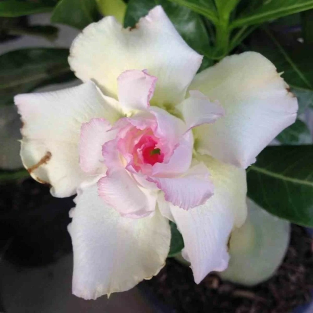 Adenium Obesum Cv.tivanon White Blanc Et Rose - Taille Caudex D'environ 300g 20/25cm 1 Adenium Obesum Cv.tivanon White Blanc Et Rose - Taille Caudex D'environ 300g 20/25cm