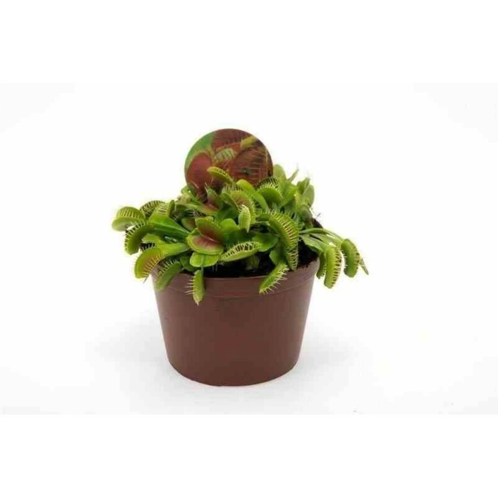 Dionaea Muscipula (dionée, Attrape-mouches De Vénus) Taille Pot De 0.7 Litre 2 Dionaea Muscipula (dionée, Attrape-mouches De Vénus) Taille Pot De 0.7 Litre – Image 2