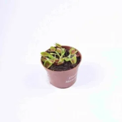 Dionaea Muscipula (dionée, Attrape-mouches De Vénus) Taille Pot De 0.7 Litre