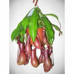 Nephentes Alata (plante Carnivore) Taille Pot De 2 Litres ? 30/40 Cm