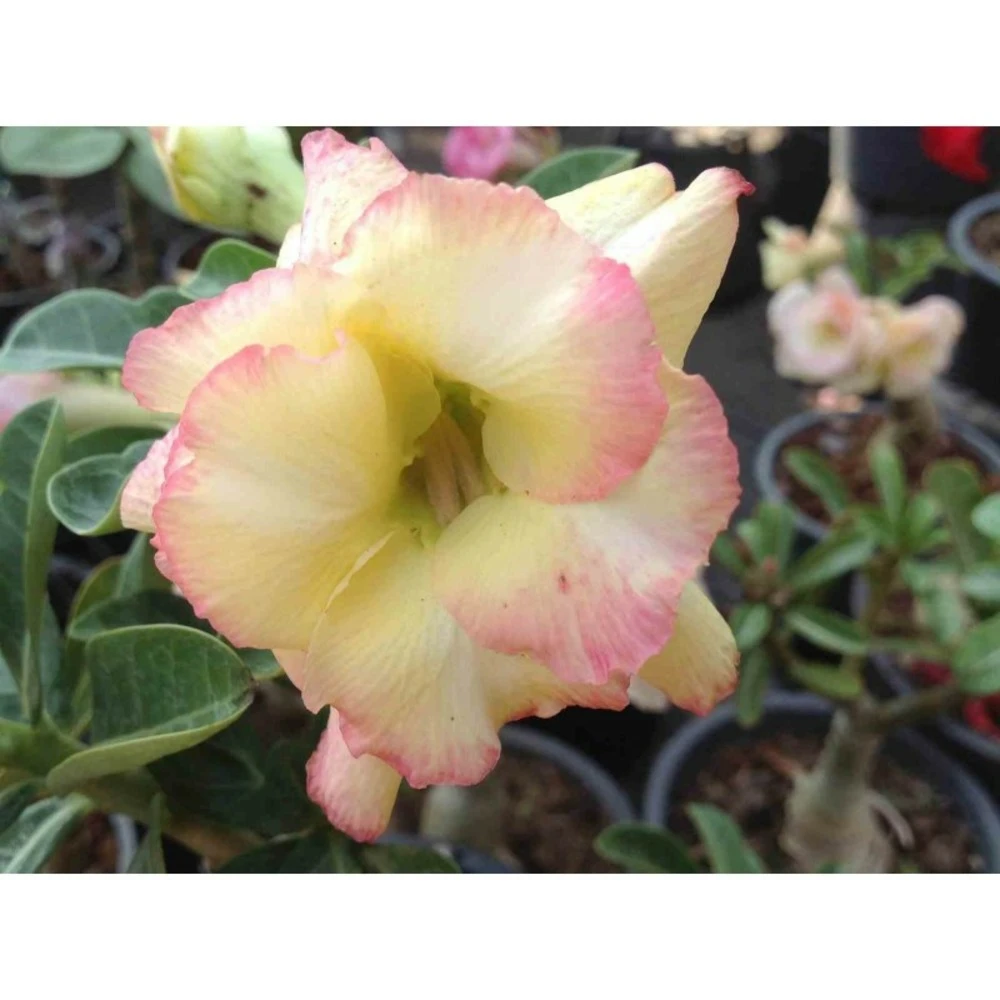 Adenium Obesum Cv.banburi Yellow Jaune Rose - Taille Caudex D'environ 2000g 25/30cm Très Gros Caudex 1 Adenium Obesum Cv.banburi Yellow Jaune Rose - Taille Caudex D'environ 2000g 25/30cm Très Gros Caudex