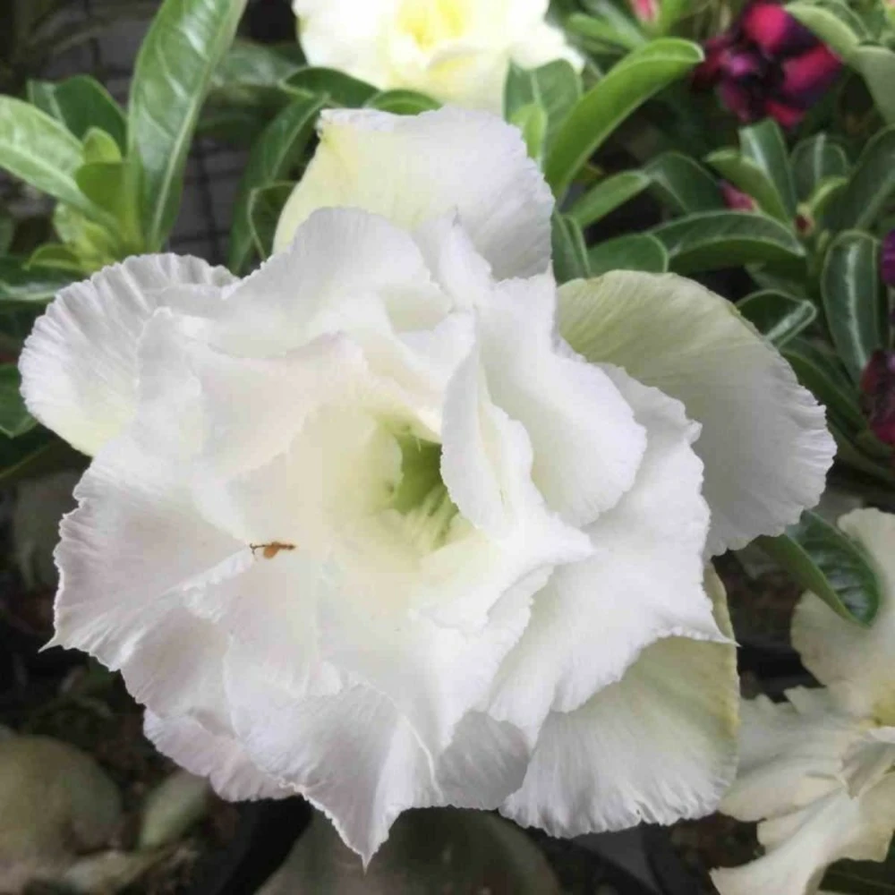 Adenium Obesum Cv.ang Snow Blanc - Taille Caudex D'environ 2000g 25/30cm Très Gros Caudex 1 Adenium Obesum Cv.ang Snow Blanc - Taille Caudex D'environ 2000g 25/30cm Très Gros Caudex