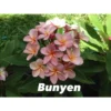 Plumeria Rubra "bunyen" (frangipanier) Rose - Taille Pot De 2 Litres ? 20/30 Cm