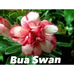 Adenium Obesum Cv.bua Swan Jaune Et Rouge - Taille Caudex D'environ 150g