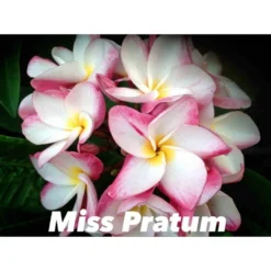 Plumeria Rubra "miss Pratum" (frangipanier) Taille Pot De 2 Litres ? 20/30 Cm - Tricolor