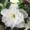 Adenium Obesum Cv.ang Snow Blanc - Taille Caudex D'environ 150g