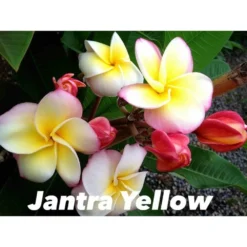Plumeria Rubra "jantra Yellow" (frangipanier) Taille Pot De 2 Litres ? 20/30 Cm - Tricolor