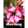 Adenium Obesum Cv Mee-tang Rose - Taille Caudex D'environ 2000g 25/30cm Très Gros Caudex