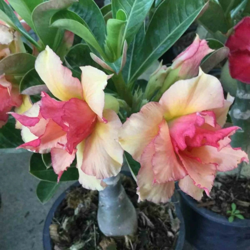 Adenium Obesum Cv.sherbet Jaune Et Rouge - Taille Caudex D'environ 300g 20/25cm 1 Adenium Obesum Cv.sherbet Jaune Et Rouge - Taille Caudex D'environ 300g 20/25cm