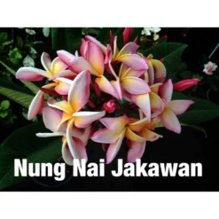 Plumeria Rubra "nung Nai Jakawan" (frangipanier) Taille Pot De 2 Litres ? 20/30 Cm - Blanc/jaune/rose
