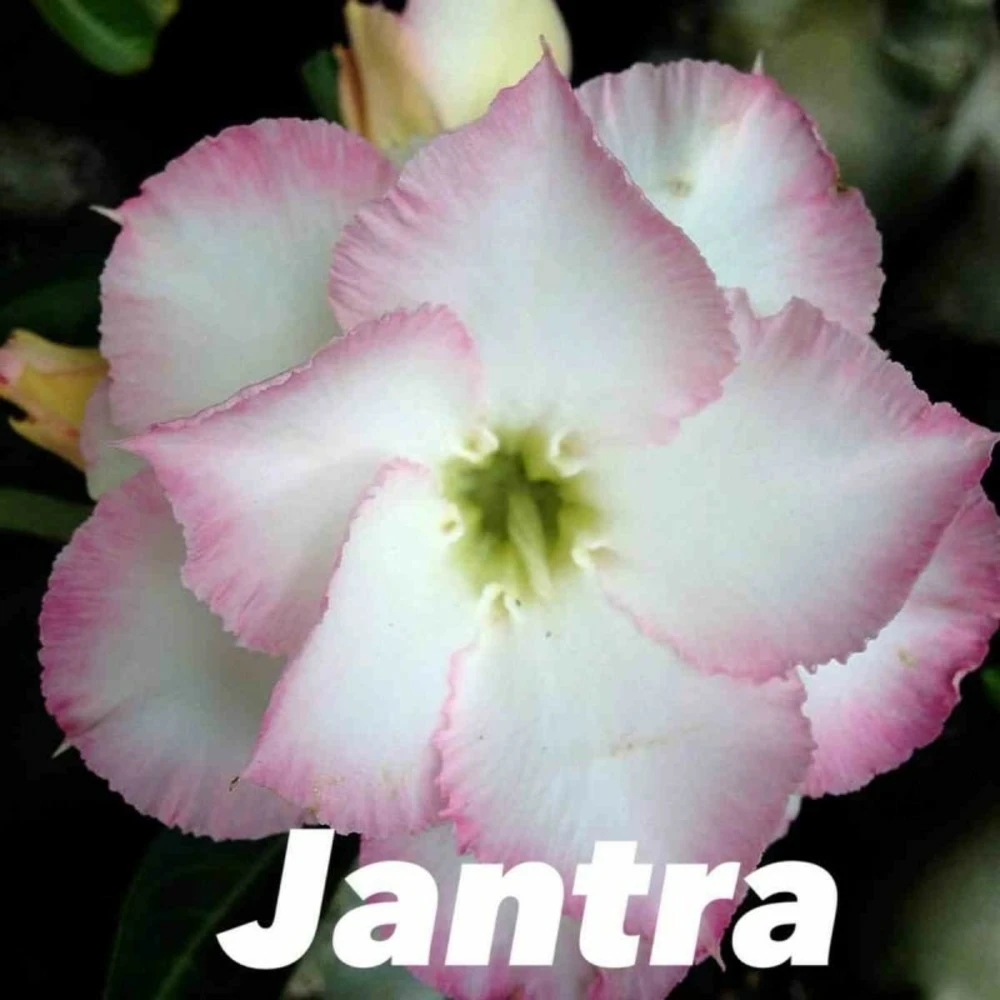 Adenium Obesum Cv.jantra Blanc Et Rose - Taille Caudex D'environ 2000g 25/30cm Très Gros Caudex 1 Adenium Obesum Cv.jantra Blanc Et Rose - Taille Caudex D'environ 2000g 25/30cm Très Gros Caudex