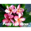 Plumeria Rubra "pong Yok Virus" (frangipanier) Taille Pot De 2 Litres ? 20/30 Cm - Blanc/jaune/rose