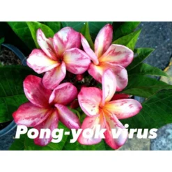 Plumeria Rubra "pong Yok Virus" (frangipanier) Taille Pot De 2 Litres ? 20/30 Cm - Blanc/jaune/rose