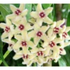 Hoya Buotii (fleur De Porcelaine, Fleur De Cire) Taille Pot De 2 Litres - 20/40 Cm - Blanc Et Rose