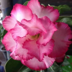 Adenium Obesum Cv.leera Pink Rose - Taille Caudex D'environ 2000g 25/30cm Très Gros Caudex -Promos Jardesia Magasin 640392709072b9.77914325