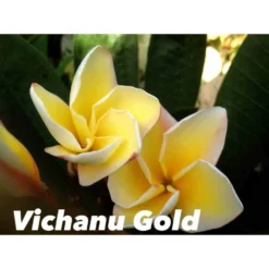 Plumeria Rubra "vichanu Gold" (frangipanier) Jaune - Taille Pot De 2 Litres ? 20/30 Cm