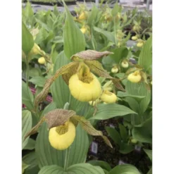 Cypripedium "kristy Lyn" (orchidées Terrestres) Taille Pot De 1 Litre - 0/60 Cm