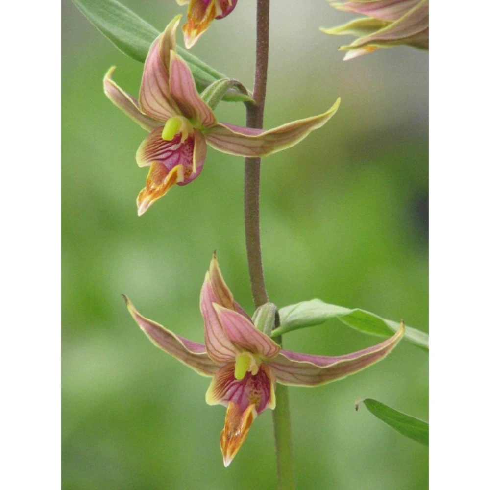 Epipactis Gigantea Taille Pot De 1 Litre - 0/60 Cm - Rouge 1 Epipactis Gigantea Taille Pot De 1 Litre - 0/60 Cm - Rouge