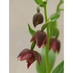 Epipactis Royleana Taille Pot De 1 Litre - 0/60 Cm - Rouge