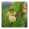 Cypripedium "victoria" (orchidées Terrestres) Taille Pot De 1 Litre - 0/60 Cm
