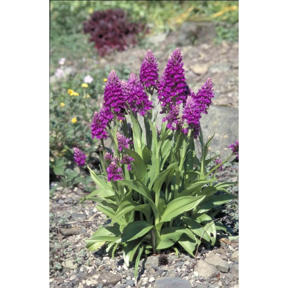 Dactylorhiza Purpurella Taille Pot De 1 Litre - 0/60 Cm 1 Dactylorhiza Purpurella Taille Pot De 1 Litre - 0/60 Cm