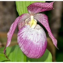 Cypripedium "sabine" (orchidées Terrestres) Taille Pot De 1 Litre - 0/60 Cm -Promos Jardesia Magasin 640394432f9b38.41064890