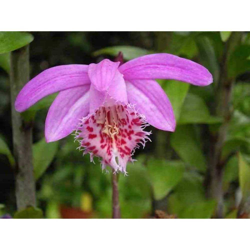 Pleione 'bulbocodiodes' Rose - Taille Pot De 1 Litre - 0/40 Cm 1 Pleione 'bulbocodiodes' Rose - Taille Pot De 1 Litre - 0/40 Cm