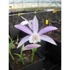 Pleione Formosana Taille Pot De 1 Litre - 0/40 Cm - Blanc Et Rose