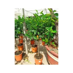 Citrus Sinensis (oranger) Blanc - Taille Pot De 4 Litres - 30/50 Cm 6 Citrus Sinensis (oranger) Blanc - Taille Pot De 4 Litres - 30/50 Cm -Promos Jardesia Magasin 640394663e45d1.54346571