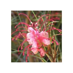 Grevillea Johnsonii (grevillea De Johnson Ou Fleur D'araignée De Johnson,) Pot De 4 Litres 50/60 Cm -Promos Jardesia Magasin 6403954ac10fa5.53432193