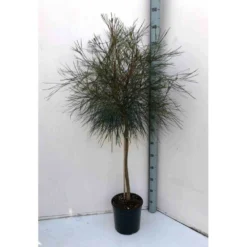 Grevillea Johnsonii (grevillea De Johnson Ou Fleur D'araignée De Johnson,) Taille Pot De 2 Litres 30/40 Cm -Promos Jardesia Magasin 640395516f6179.85467695