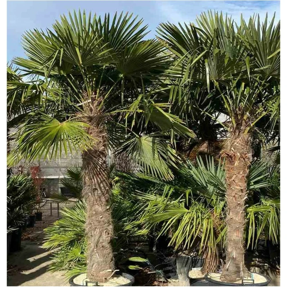 Trachycarpus Fortunei (palmier Chanvre, Palmier Moulin à Vent) Pot De 40l - Tronc 70/80 Cm - Total 160/190cm 2 Trachycarpus Fortunei (palmier Chanvre, Palmier Moulin à Vent) Pot De 40l - Tronc 70/80 Cm - Total 160/190cm – Image 2